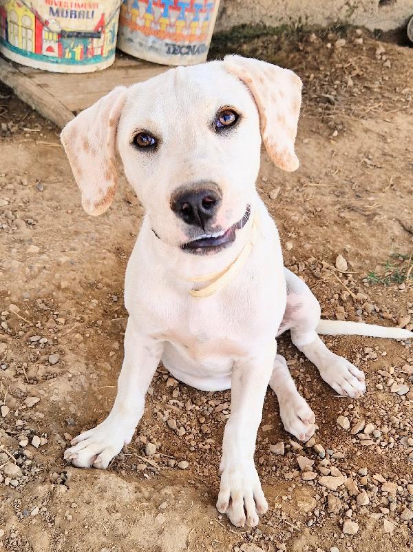 CHARLIE,in canile,adottabile in tutta Italia! Foto 5