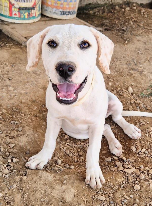 CHARLIE,in canile,adottabile in tutta Italia! Foto 6