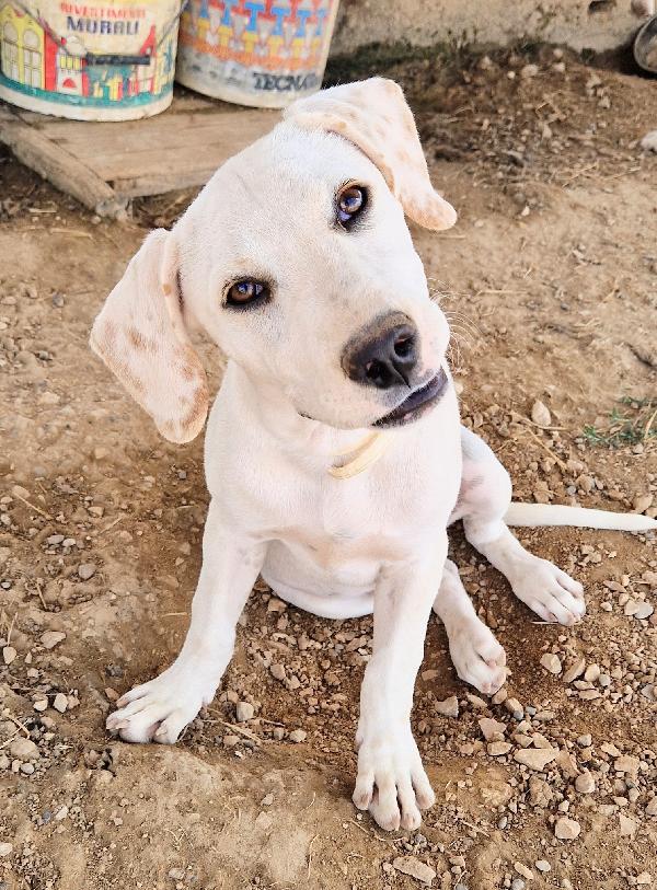 CHARLIE,in canile,adottabile in tutta Italia! Foto 7