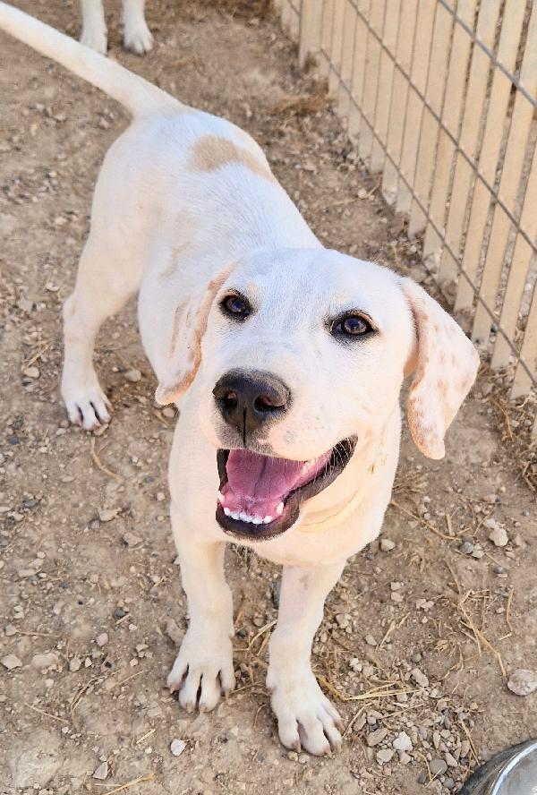 CHARLIE,in canile,adottabile in tutta Italia! Foto 8