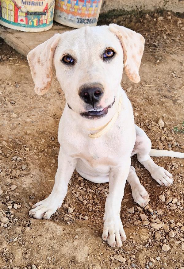 CHARLIE,in canile,adottabile in tutta Italia! Foto 9