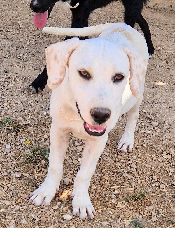 CHARLIE,in canile,adottabile in tutta Italia! Foto 10