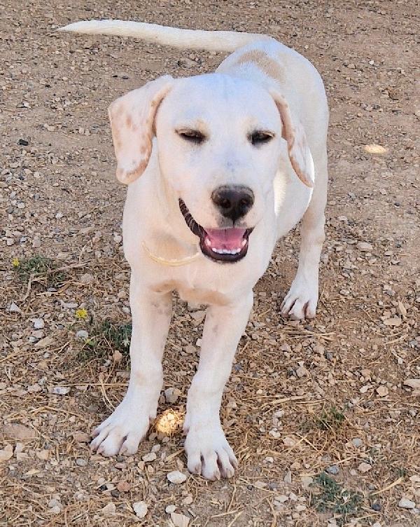 CHARLIE,in canile,adottabile in tutta Italia! Foto 12