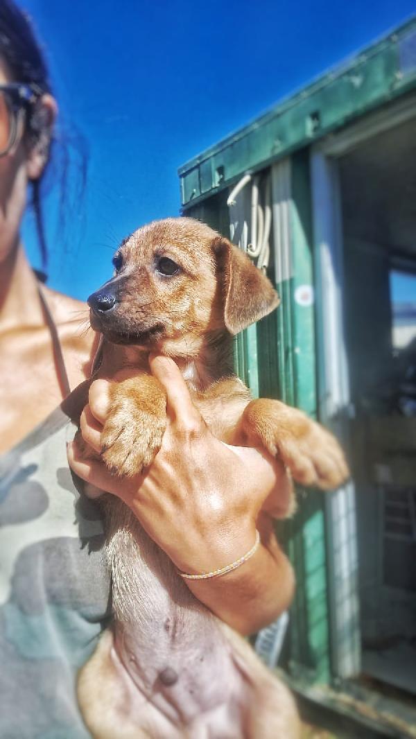 Balú cucciolino  di due mesi Foto 4