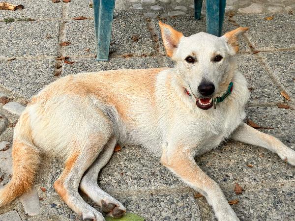Romeo💜💙🐾💙💜 Foto 5