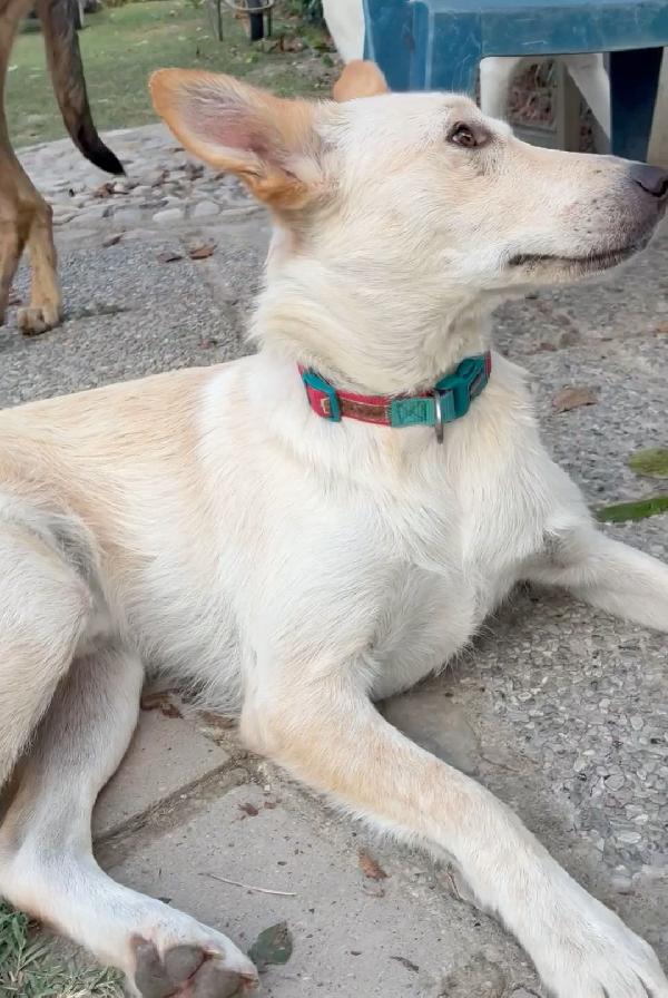 Romeo💜💙🐾💙💜 Foto 6
