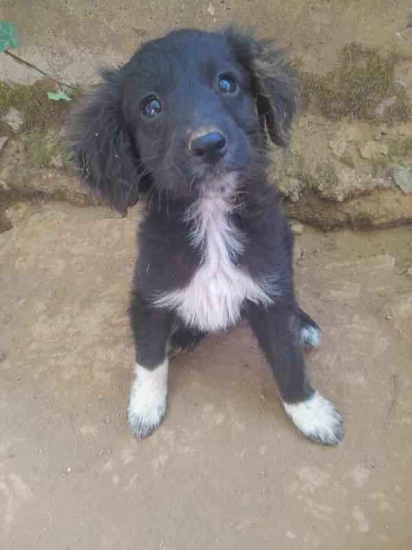 Zara Splendida Dolce Cucciolina Cerca Casa 