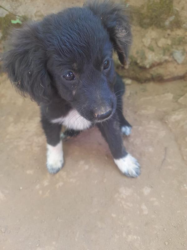 ZARA SPLENDIDA DOLCE CUCCIOLINA CERCA CASA  Foto 3