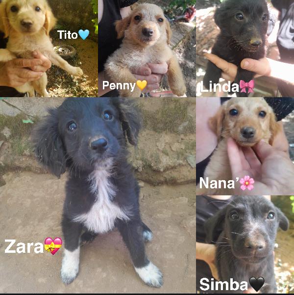 TITO DOLCE CUCCIOLINO CERCA FAMIGLIA  Foto 4