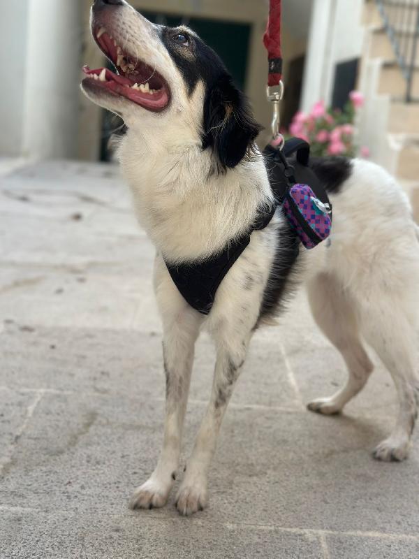 NURETTA, adorabile cucciola in adozione! Foto 3