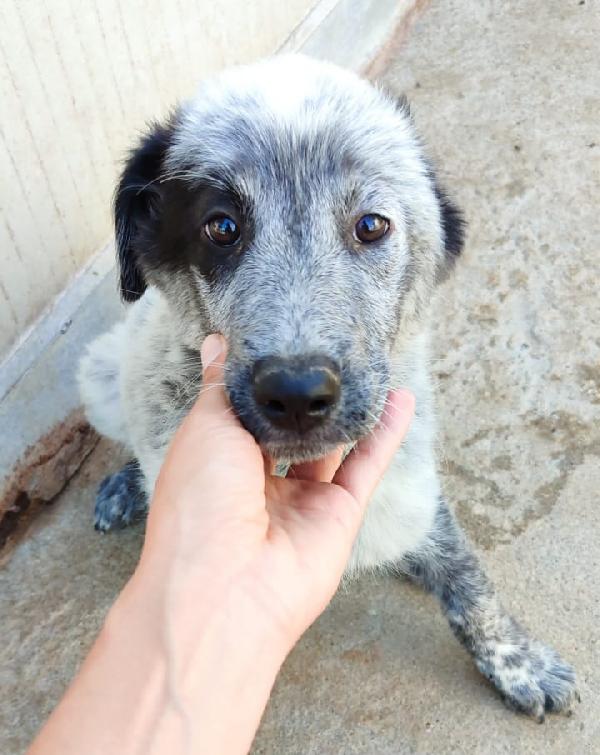 Ellie Mix Setter/Maremmano 