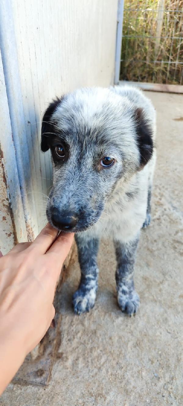 ELLIE MIX SETTER/MAREMMANO  Foto 2