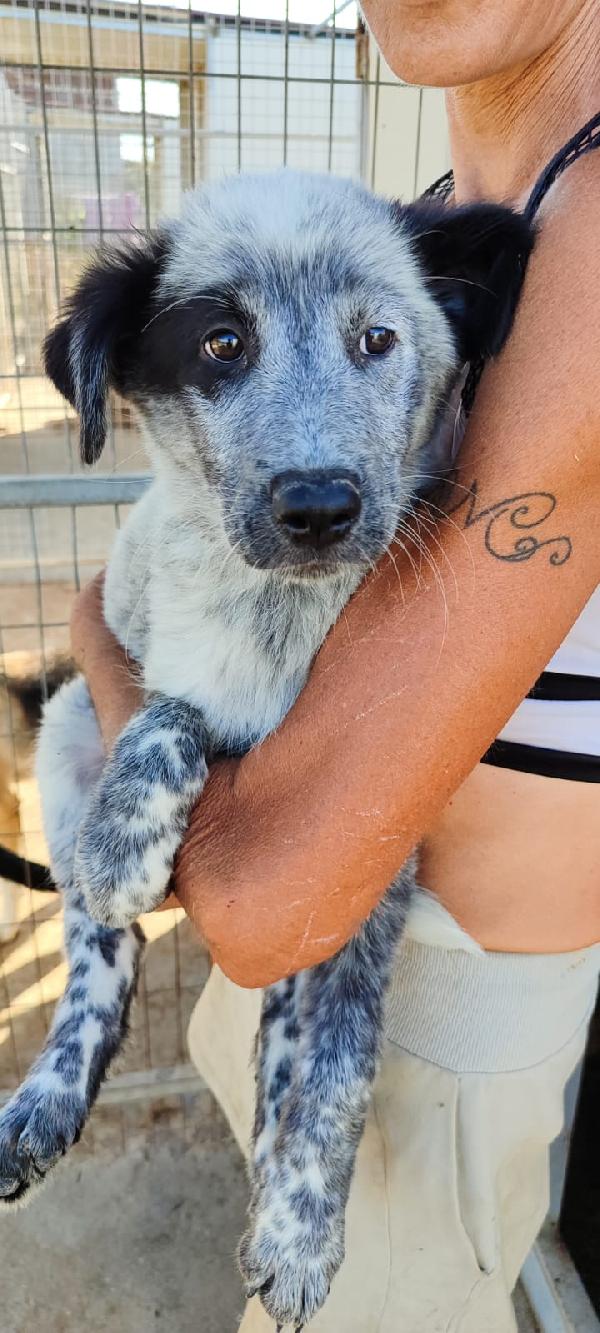 ELLIE MIX SETTER/MAREMMANO  Foto 4