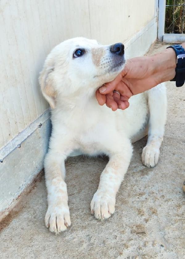 SOLEIL MIX SETTER/MAREMMANO  Foto 3