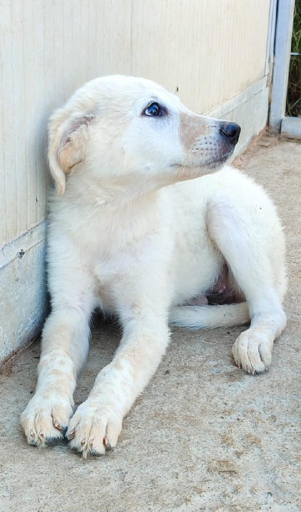 SOLEIL MIX SETTER/MAREMMANO  Foto 4