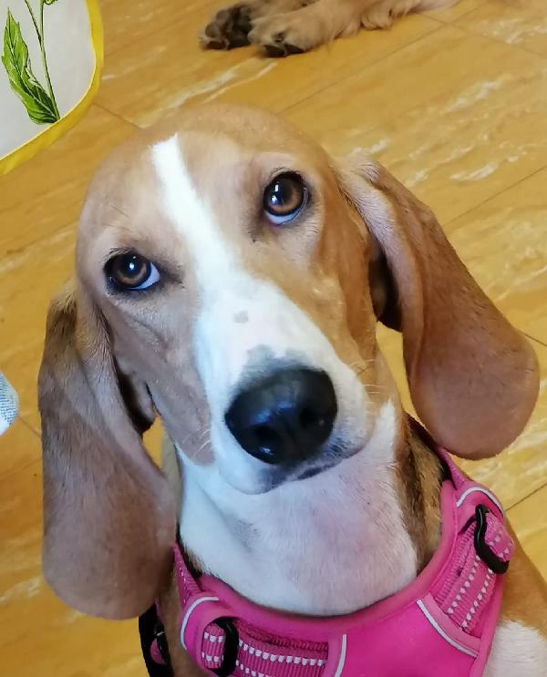 Chicca 2 Anni Mix Beagle/Segugio