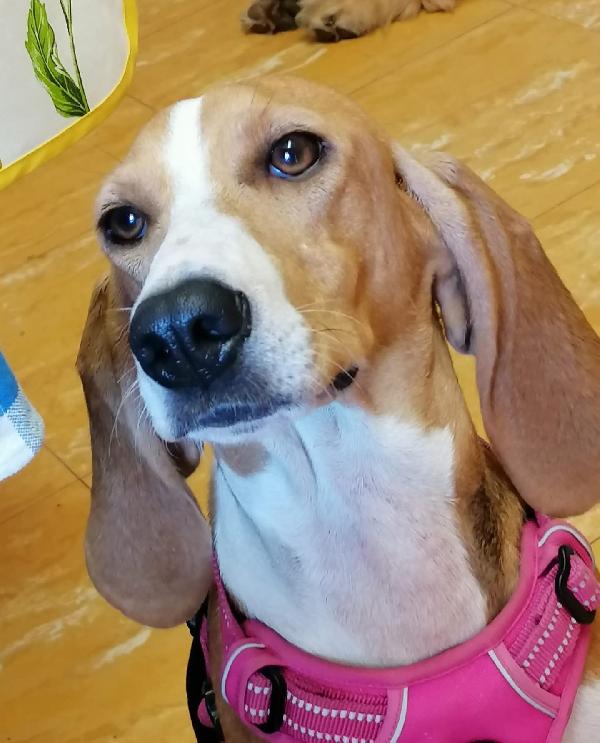 Chicca 2 anni mix beagle/segugio Foto 2