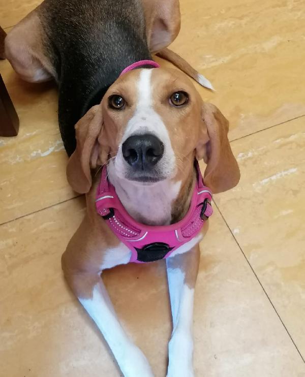 Chicca 2 anni mix beagle/segugio Foto 3