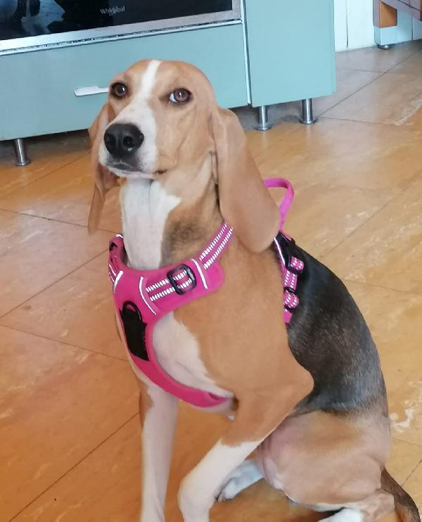 Chicca 2 anni mix beagle/segugio Foto 4