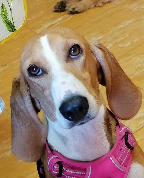 Chicca 2 anni mix beagle/segugio Foto 5