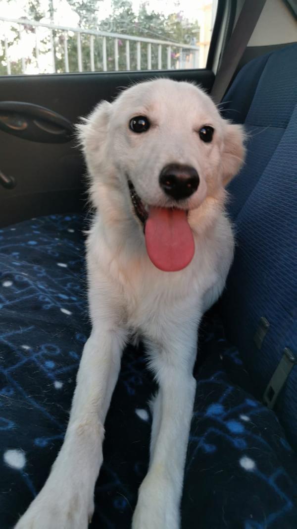 Titti Splendida Cucciolona Simil Golden Retriever 