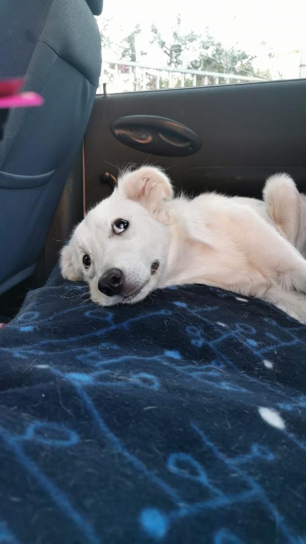 Titti splendida cucciolona simil golden retriever  Foto 3