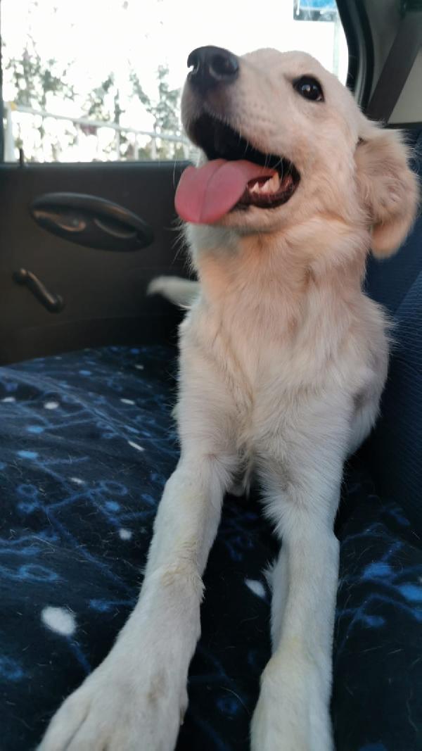 Titti splendida cucciolona simil golden retriever  Foto 5