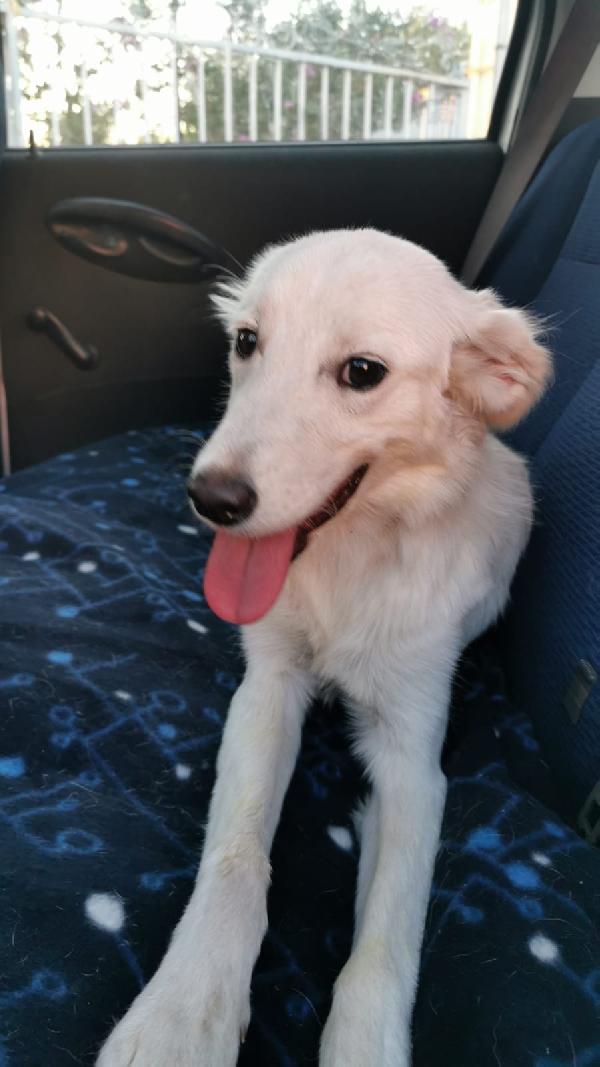 Titti splendida cucciolona simil golden retriever  Foto 7