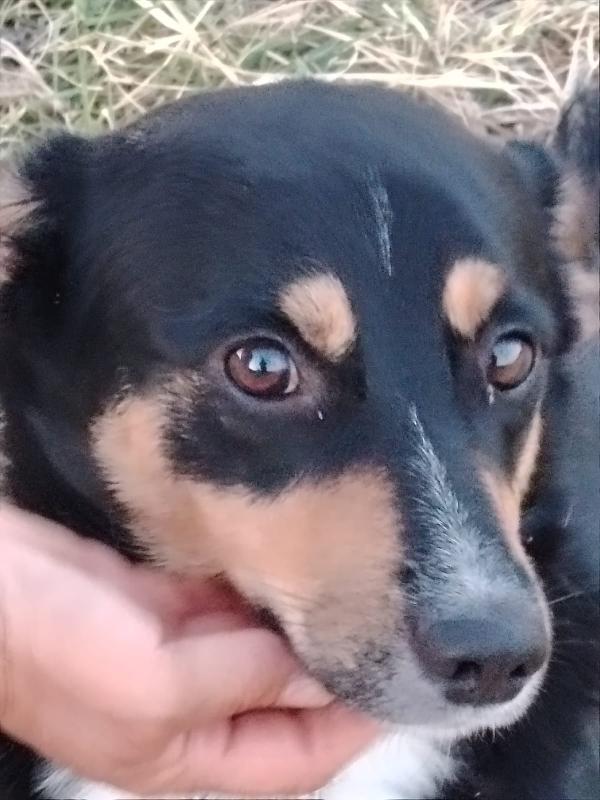 Oscar un amore❣️ Foto 7