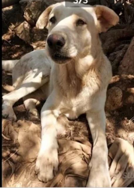 Germano mix Labrador giovane cresce in recinto.CATANIA Foto 3