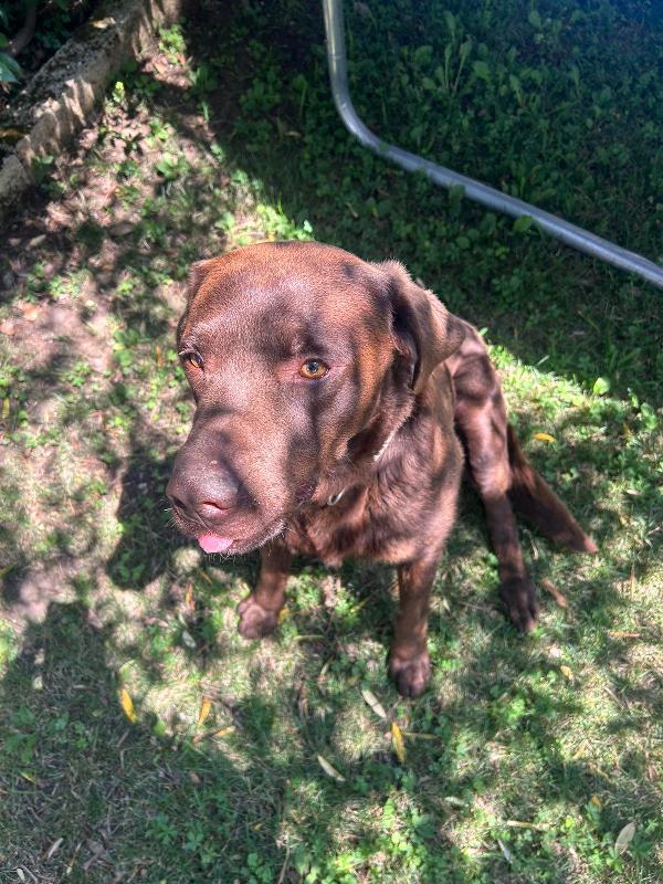 Tommy splendido Labrador chocolat  cerca casa  Foto 5