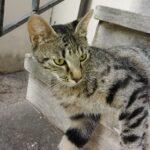 Tontoli Cerca La Sua Casa Per Sempre 