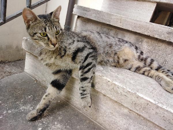 Tontoli cerca la sua casa per sempre  Foto 4