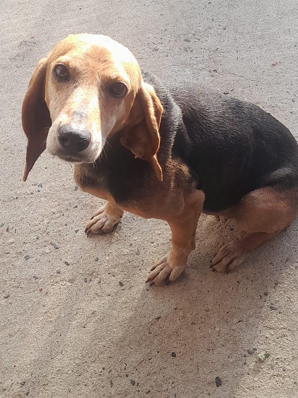 Trilly Splendida Segugio Cerca Famiglia 
