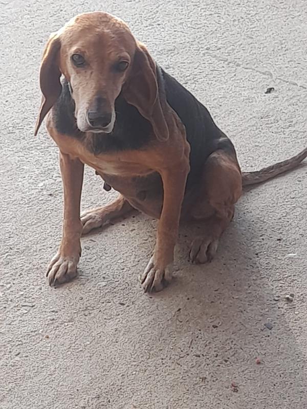 TRILLY SPLENDIDA SEGUGIO CERCA FAMIGLIA  Foto 5