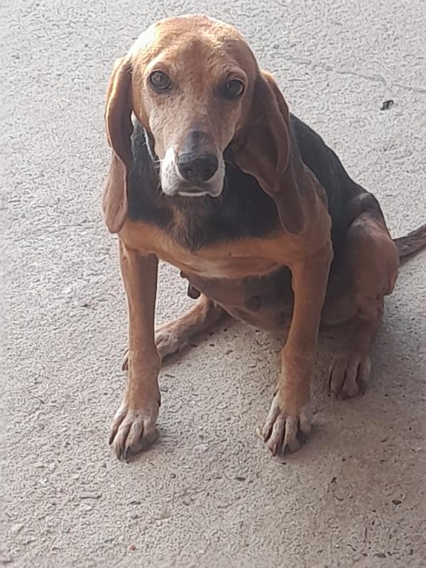 TRILLY SPLENDIDA SEGUGIO CERCA FAMIGLIA  Foto 6