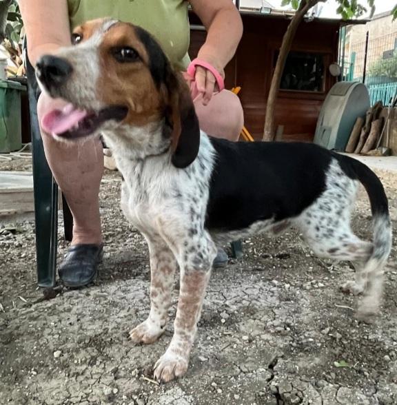 Ulisse mix Beagle 2anni/2anni e 1/2 SICILIA Foto 5