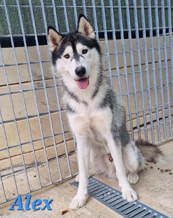Alex Giovani Siberian Husky 