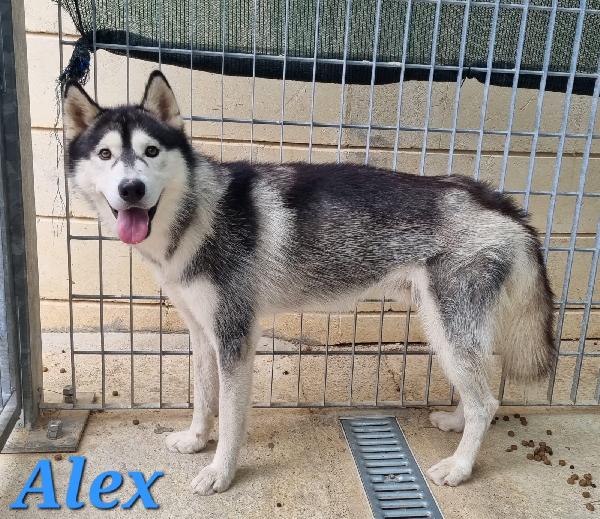 ALEX giovani siberian husky  Foto 2