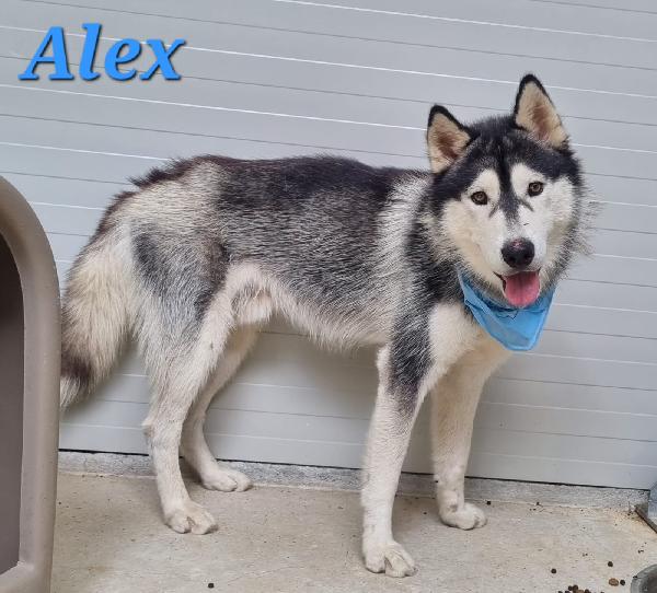 ALEX giovani siberian husky  Foto 3