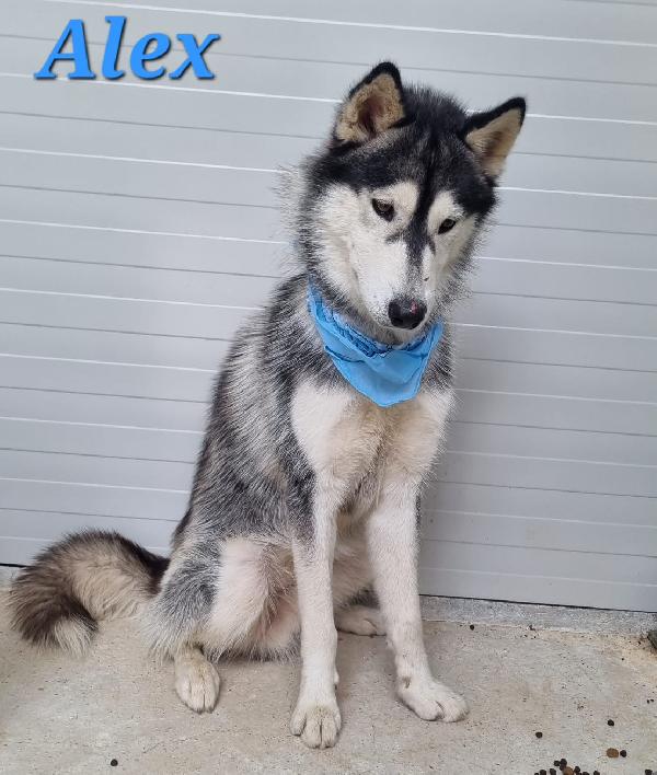 ALEX giovani siberian husky  Foto 4
