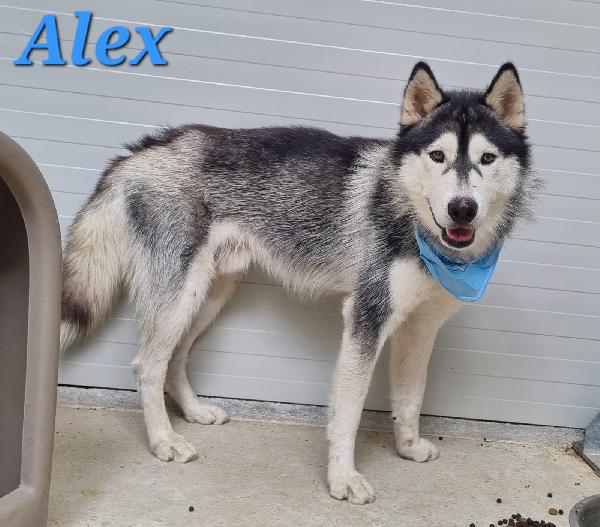 ALEX giovani siberian husky  Foto 5