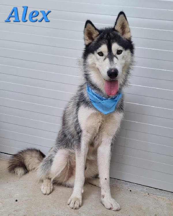 ALEX giovani siberian husky  Foto 6