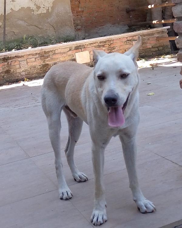 Balu’ Splendido Affettuoso Cucciolo Cerca Casa 