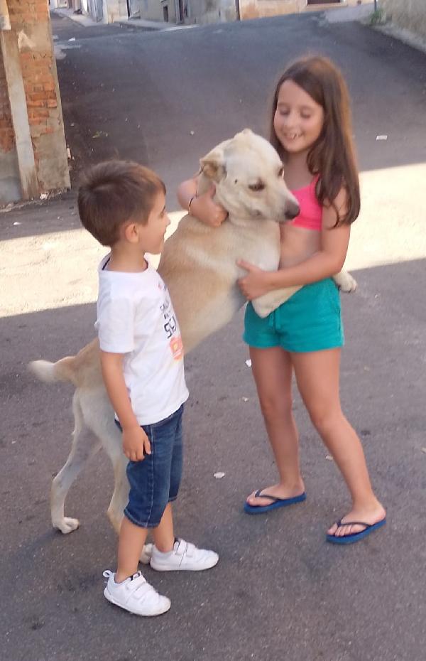 BALU’ SPLENDIDO AFFETTUOSO CUCCIOLO CERCA CASA  Foto 2