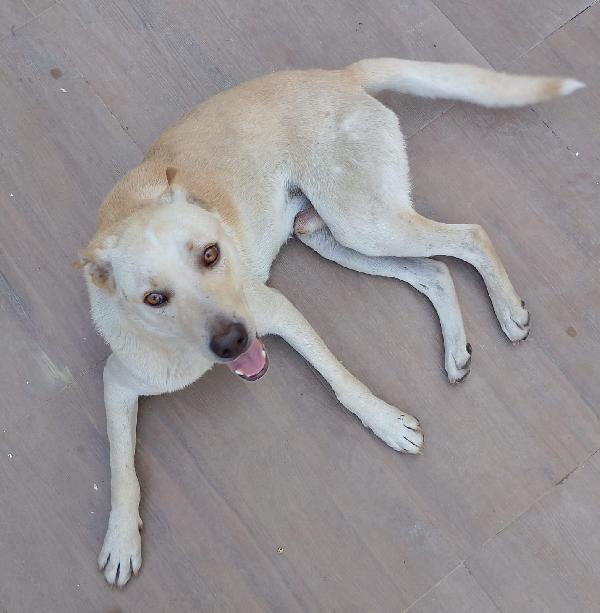 BALU’ SPLENDIDO AFFETTUOSO CUCCIOLO CERCA CASA  Foto 3