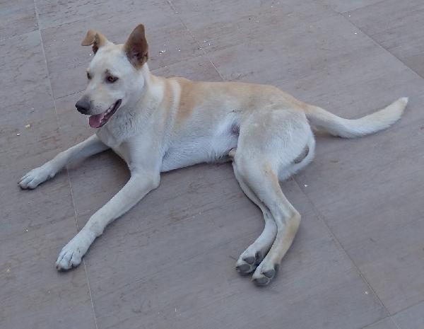 BALU’ SPLENDIDO AFFETTUOSO CUCCIOLO CERCA CASA  Foto 4