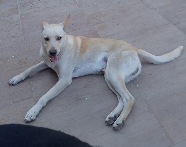 BALU’ SPLENDIDO AFFETTUOSO CUCCIOLO CERCA CASA  Foto 5