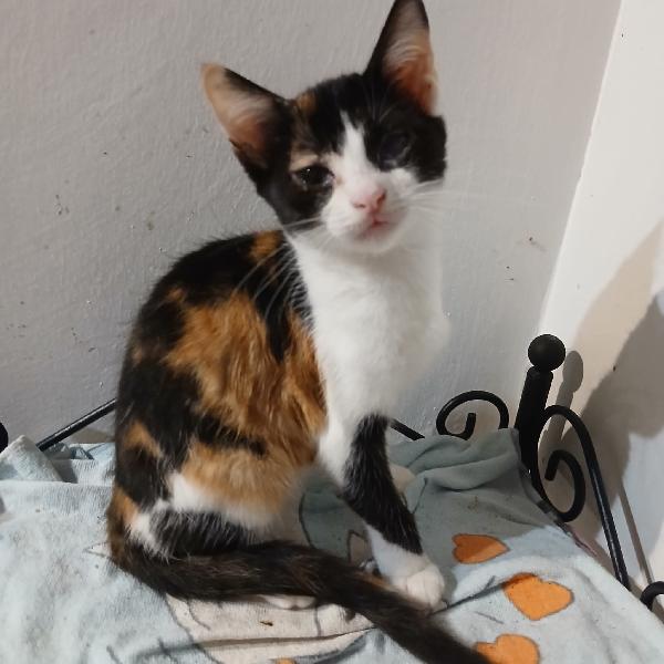 Du Due fratellini Hänsel e Gretel cercano adozione Foto 2