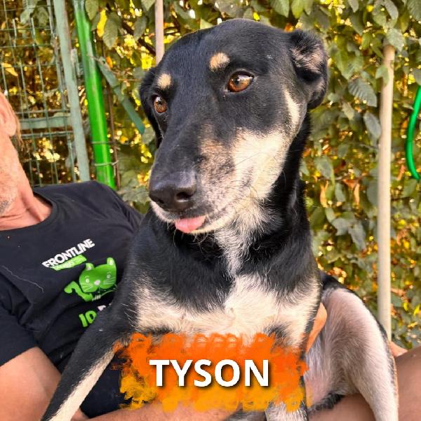 Tyson... È Davvero Invisibile?